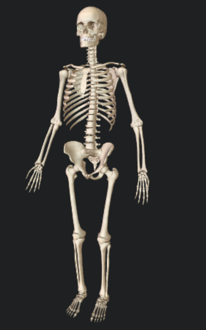 skeleton.png