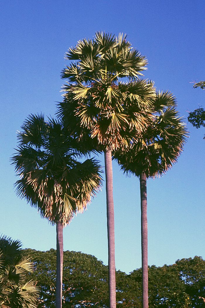 多罗树照片，取自 Wikipedia 上 Borassus flabelliformis 照片