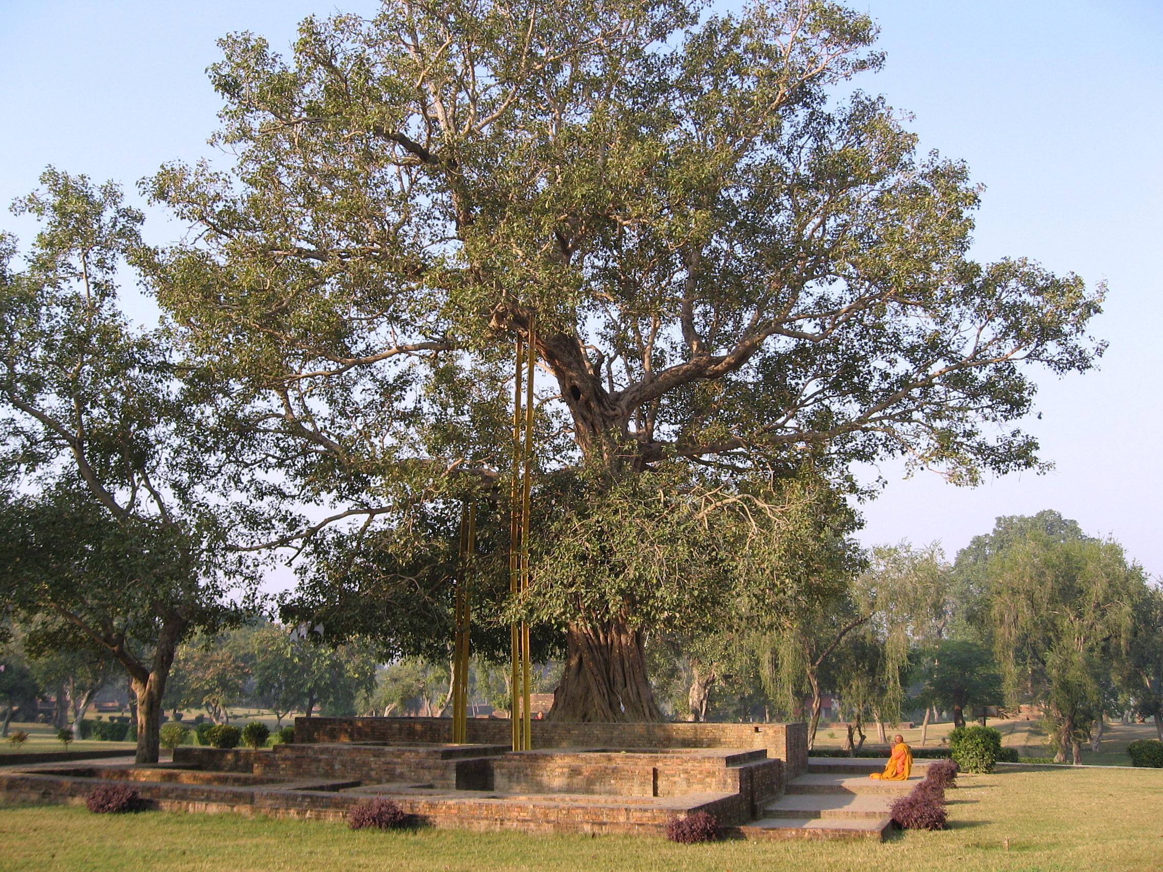 阿难菩提树，由阿难求得佛陀的许可后，由给孤独尊者在祇树给孤独园种下。照片取自 wikipedia。