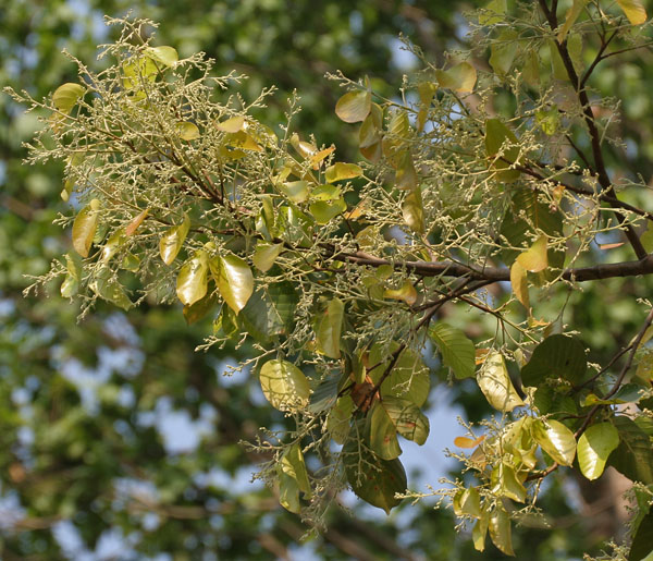 娑罗树。照片连结自wikipedia
